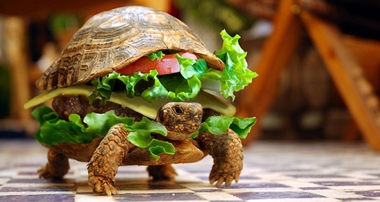 native-advertising-examples-turtle-burger